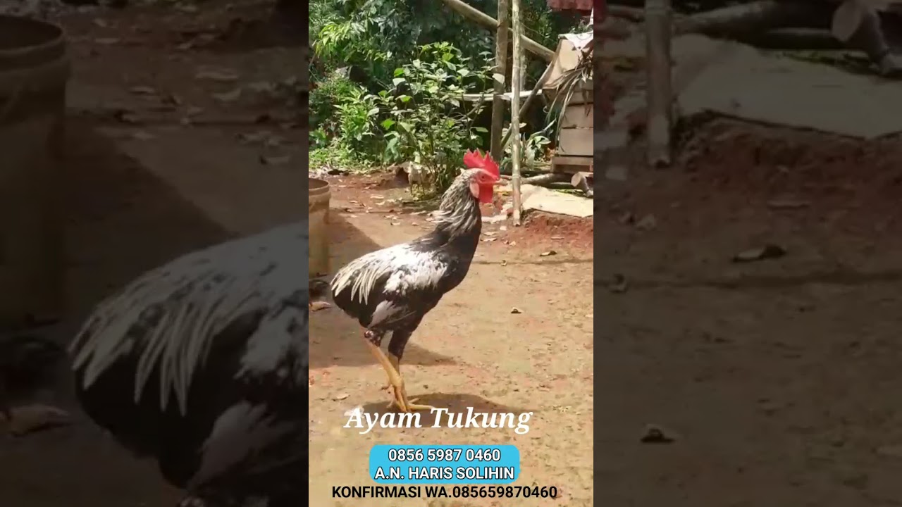 Detail Gambar Ayam Tukung Nomer 36