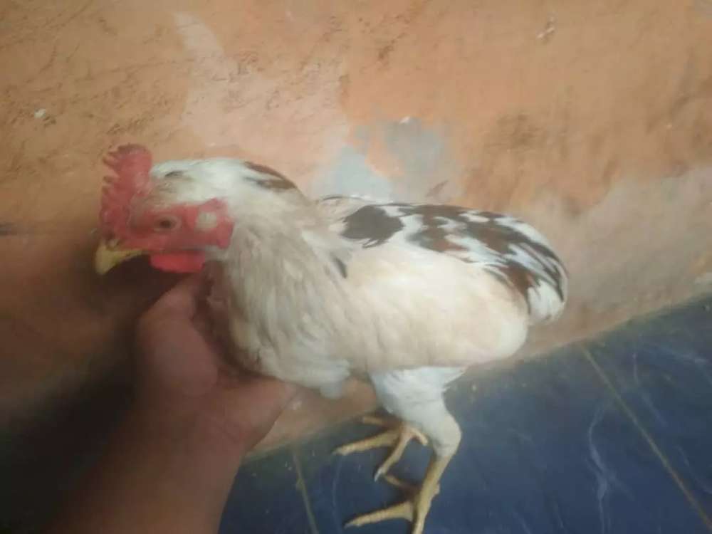 Detail Gambar Ayam Tukung Nomer 9