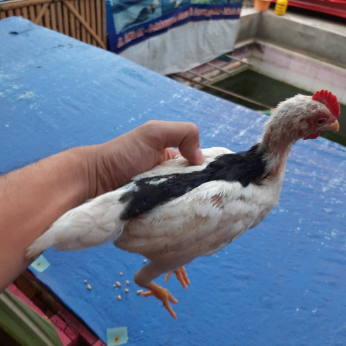 Detail Gambar Ayam Tulak Nomer 2