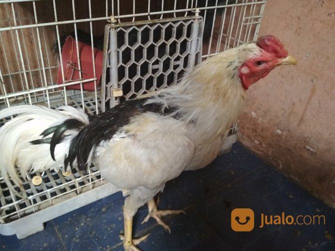 Detail Gambar Ayam Tulak Nomer 18