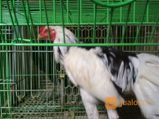 Detail Gambar Ayam Tulak Nomer 24