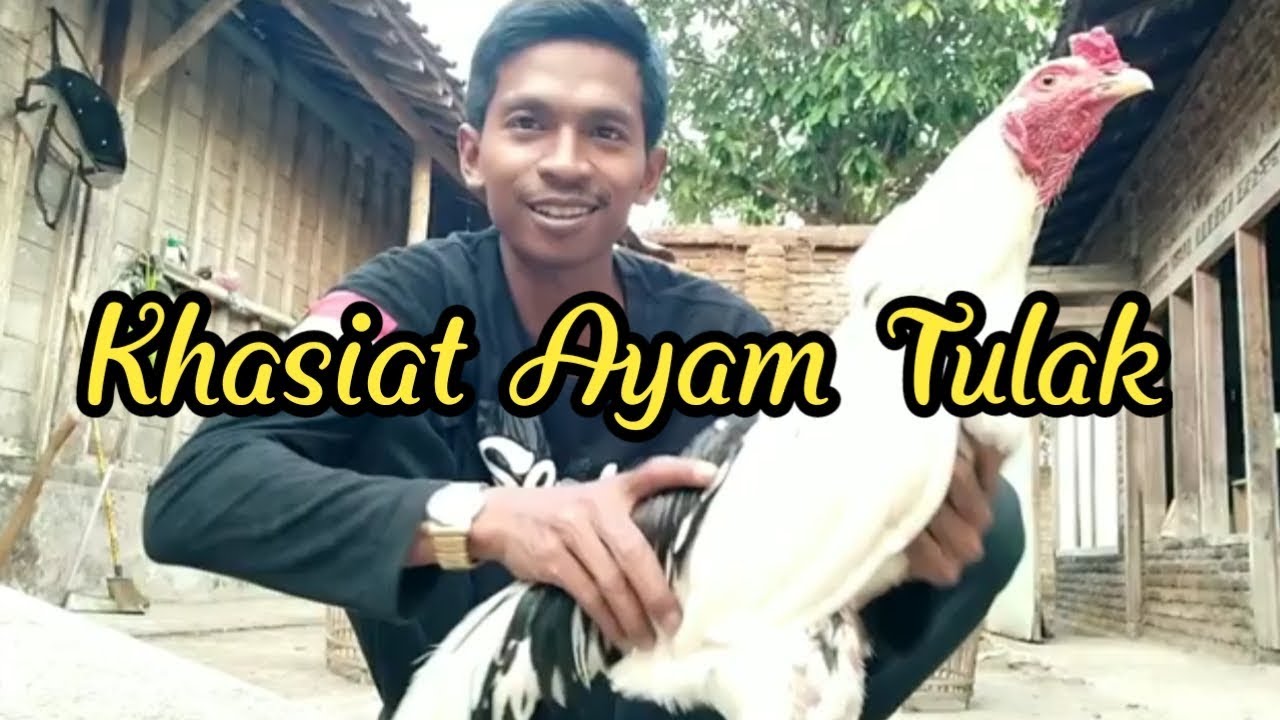 Detail Gambar Ayam Tulak Nomer 45