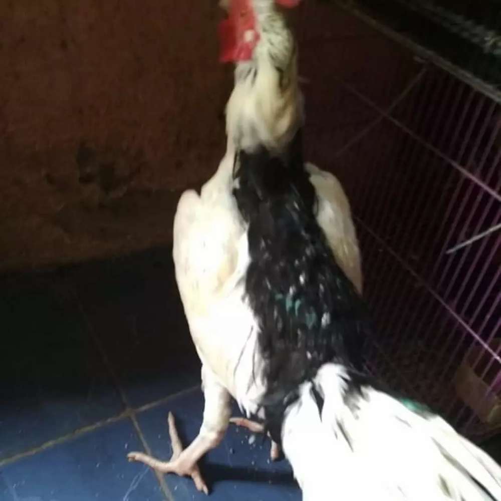 Detail Gambar Ayam Tulak Nomer 7