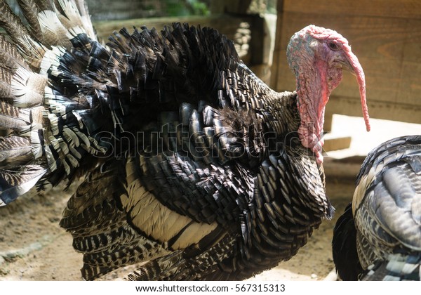 Detail Gambar Ayam Turkey Nomer 14