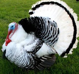 Detail Gambar Ayam Turkey Nomer 3