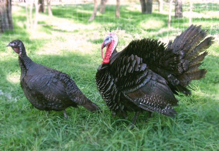 Detail Gambar Ayam Turkey Nomer 33