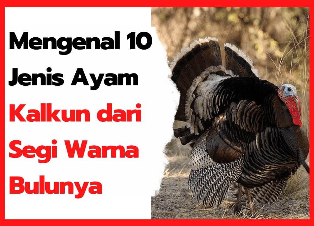 Detail Gambar Ayam Turkey Nomer 40