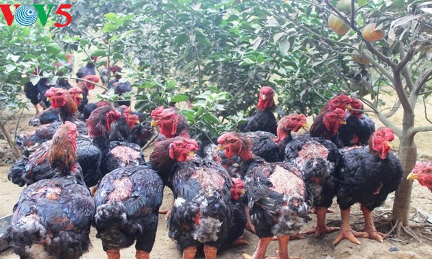 Detail Gambar Ayam Vietnam Nomer 24