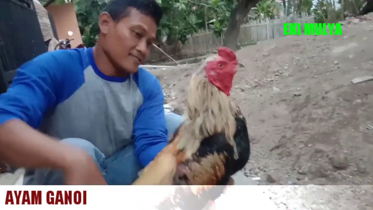 Detail Gambar Ayam Vietnam Nomer 28