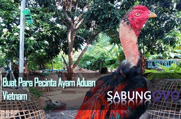 Detail Gambar Ayam Vietnam Nomer 43