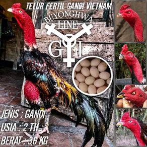 Detail Gambar Ayam Vietnam Nomer 53