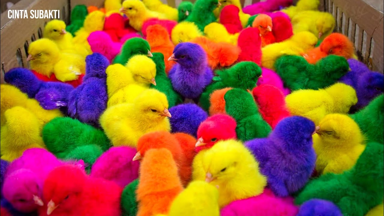 Detail Gambar Ayam Warna Warni Nomer 15