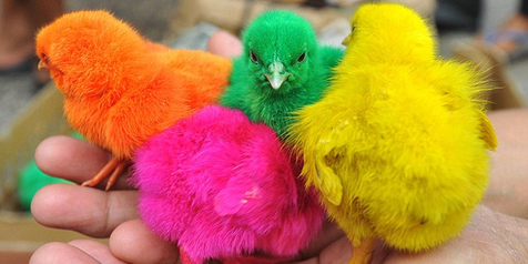 Detail Gambar Ayam Warna Warni Nomer 17