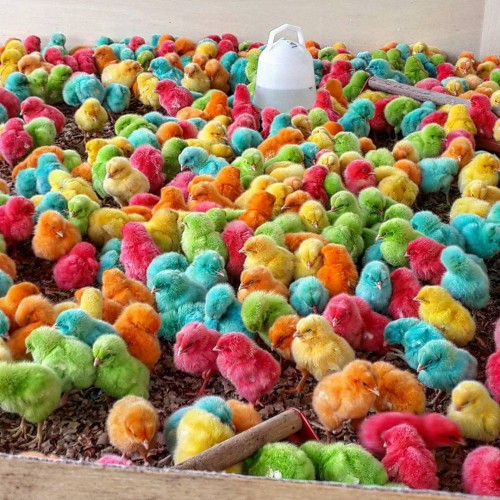 Detail Gambar Ayam Warna Warni Nomer 19