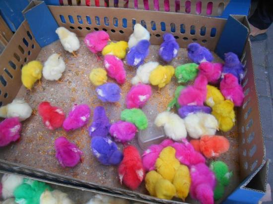 Detail Gambar Ayam Warna Warni Nomer 3