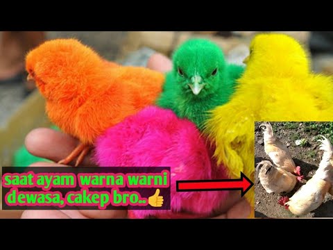 Detail Gambar Ayam Warna Warni Nomer 25