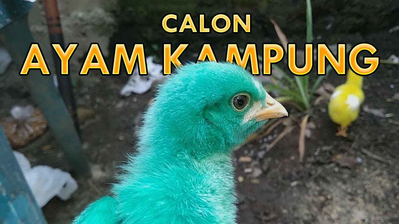 Detail Gambar Ayam Warna Warni Nomer 38