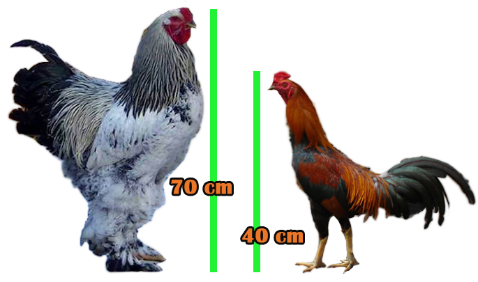 Detail Gambar Ayam Warna Warni Nomer 52