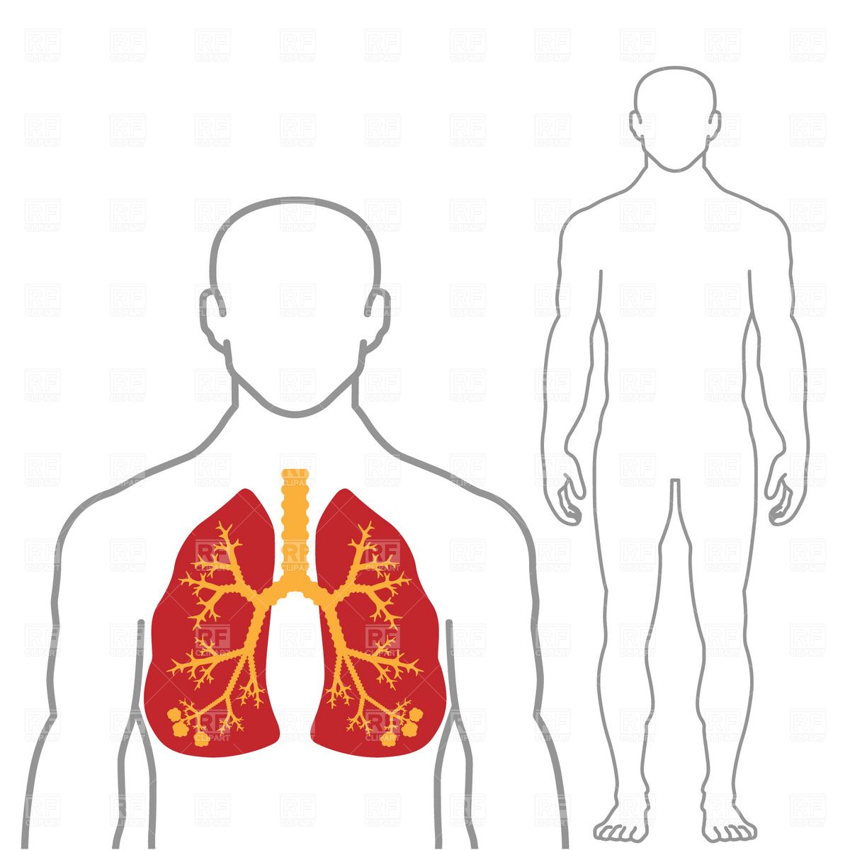 Detail Human Body Anatomy Nomer 8