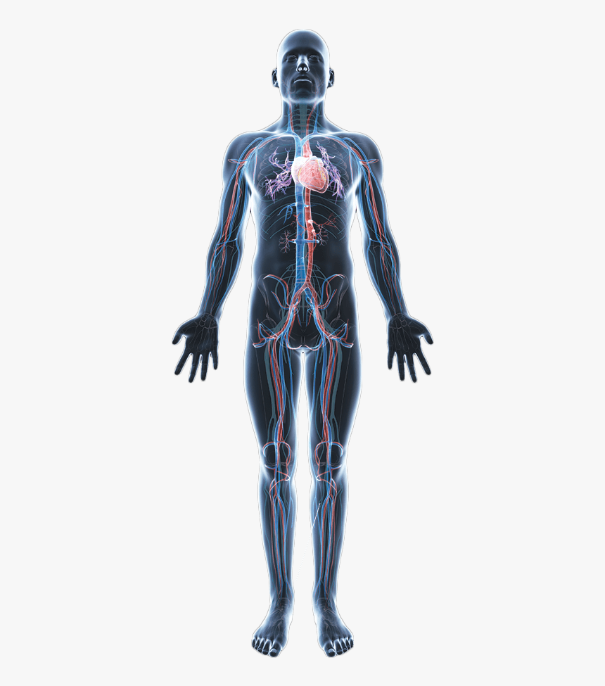 Detail Human Body Anatomy Nomer 2