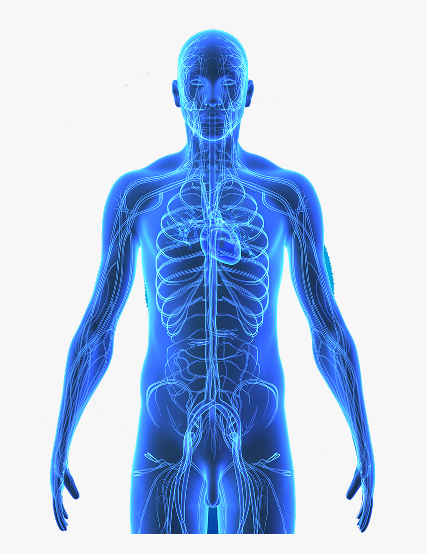 Detail Human Body Anatomy Nomer 4
