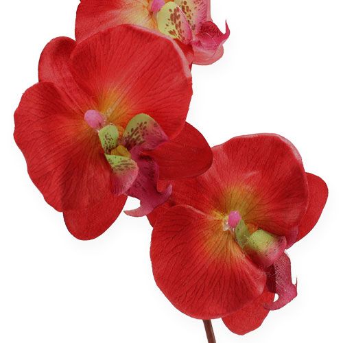 Detail Rote Blume Mit Gelben Stempel Nomer 9