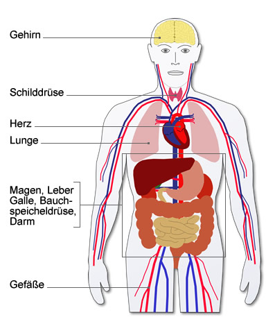 Detail Die Menschlichen Organe Im Bild Nomer 5