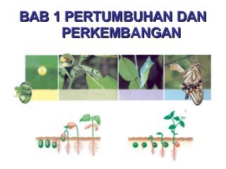 Gambar Bab 1 Pertumbuhan Perkembangan - KibrisPDR