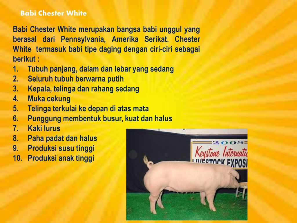 Detail Gambar Babi Chester White Nomer 32