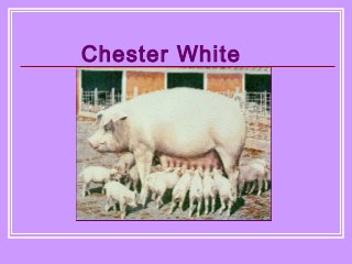 Detail Gambar Babi Chester White Nomer 9