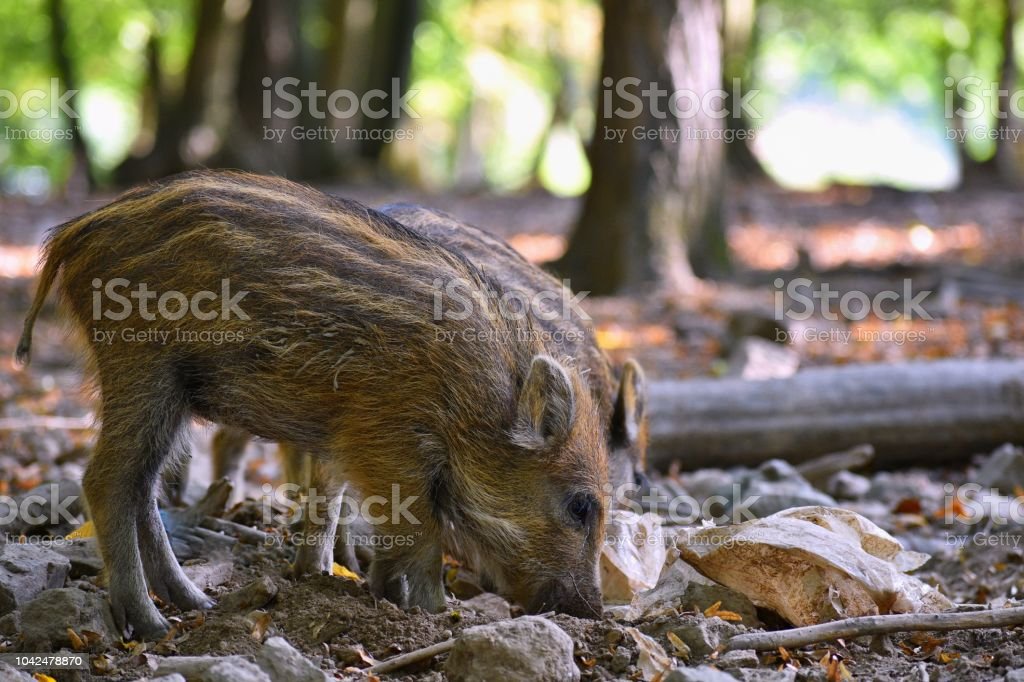 Detail Gambar Babi Hutan Lucu Nomer 20