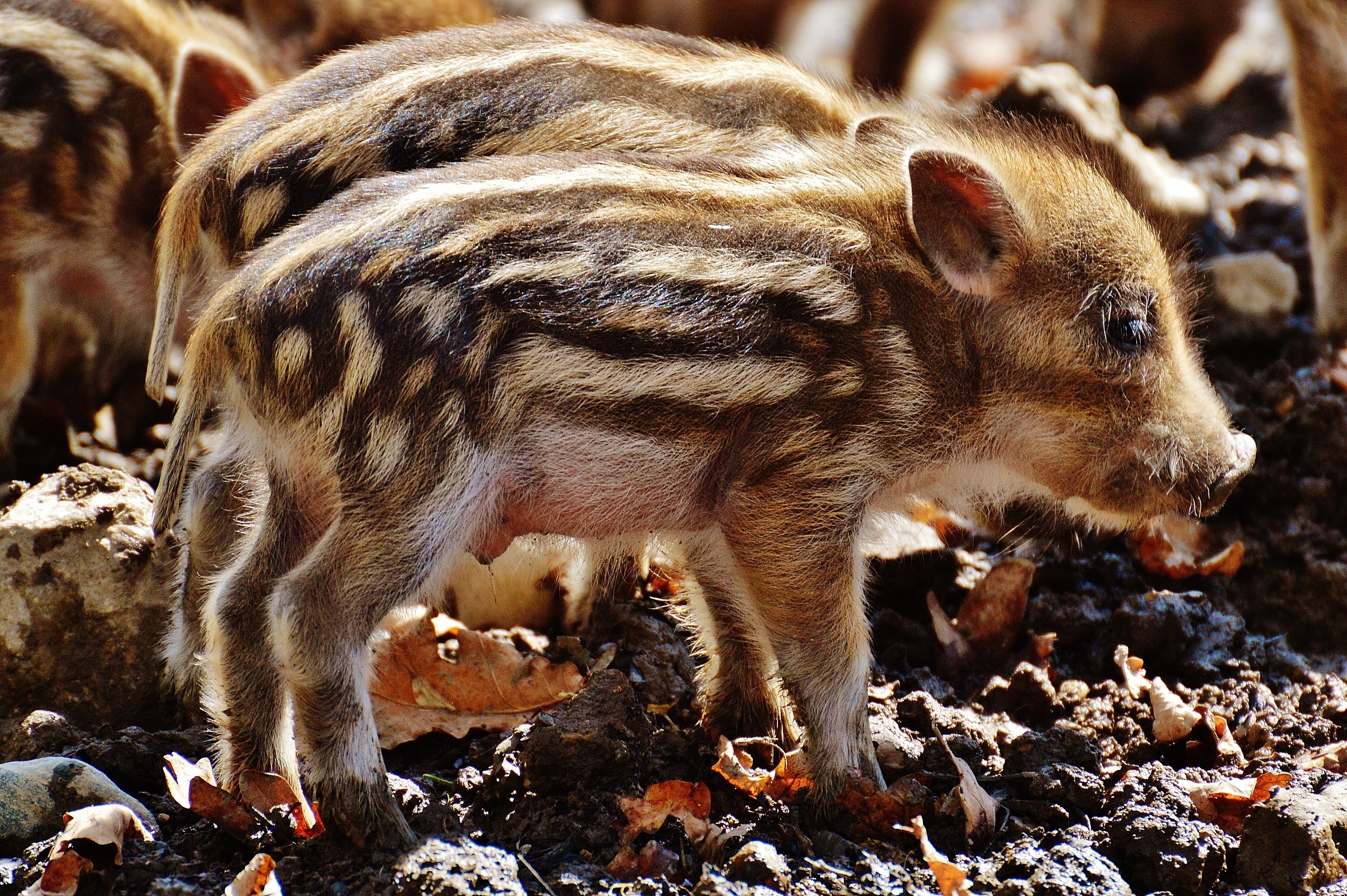 Detail Gambar Babi Hutan Lucu Nomer 45