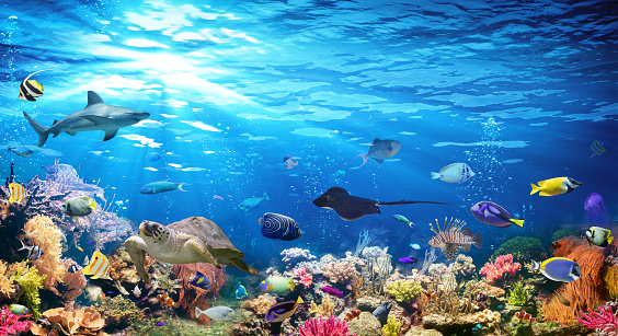 Detail Gambar Background Aquarium Nomer 14