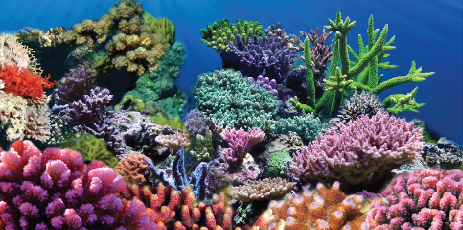 Detail Gambar Background Aquarium Nomer 21