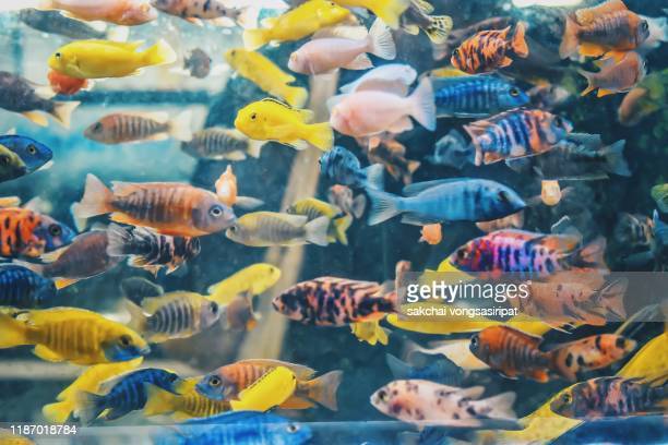 Detail Gambar Background Aquarium Nomer 30