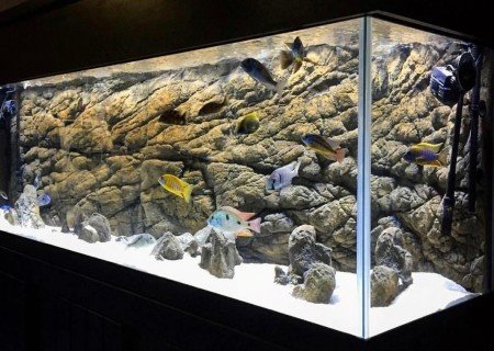 Gambar Background Aquarium 3d - KibrisPDR