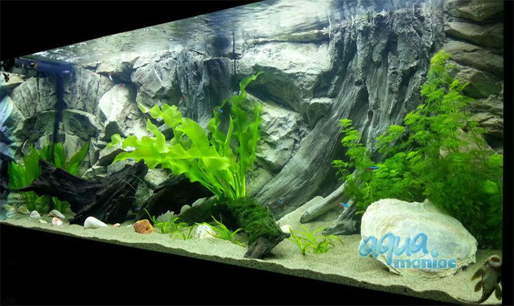 Detail Gambar Background Aquarium 3d Nomer 17