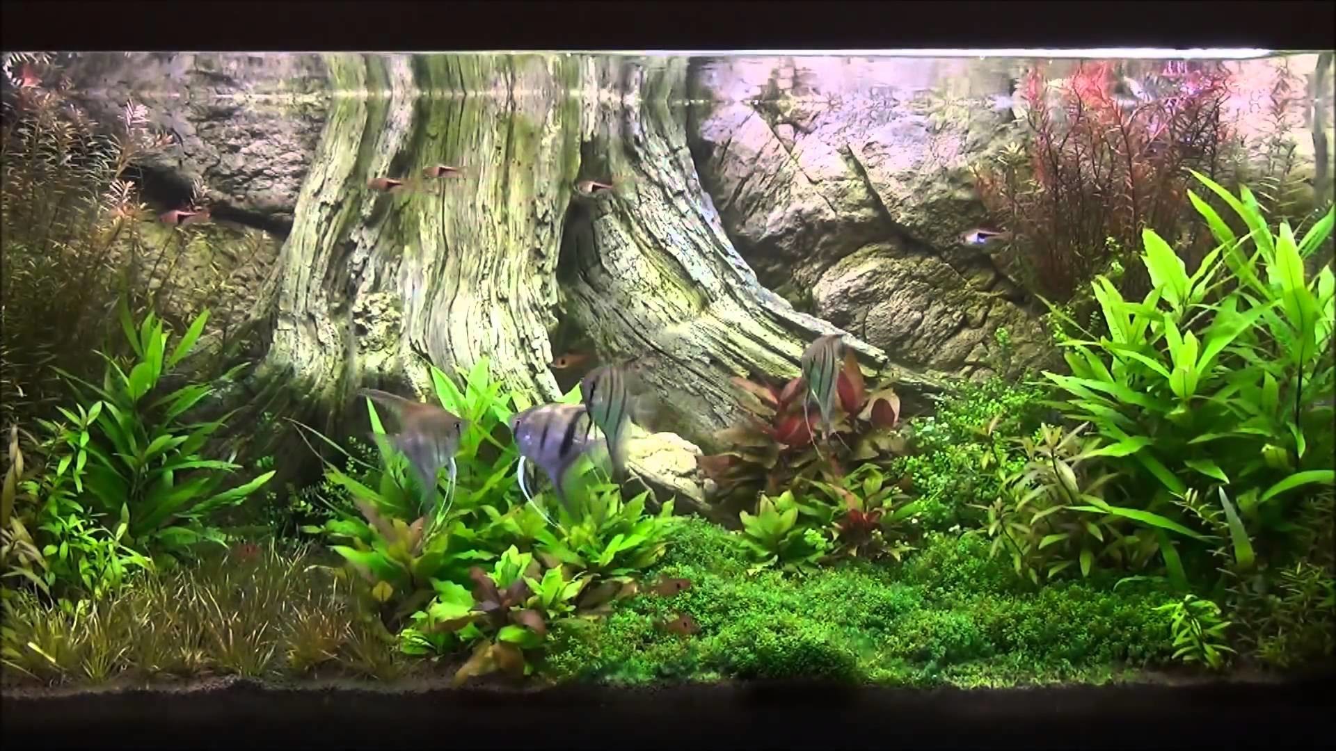 Detail Gambar Background Aquarium 3d Nomer 27