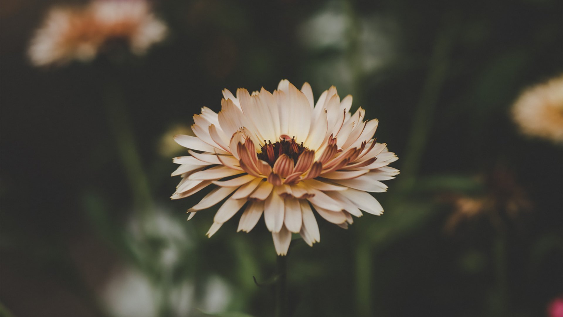 Detail Gambar Background Blur Nomer 39