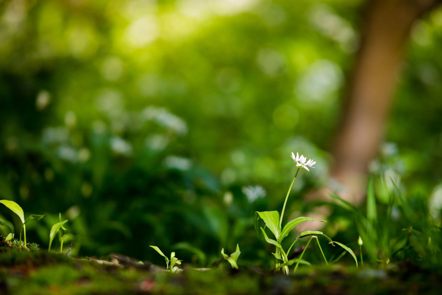 Detail Gambar Background Blur Nomer 57