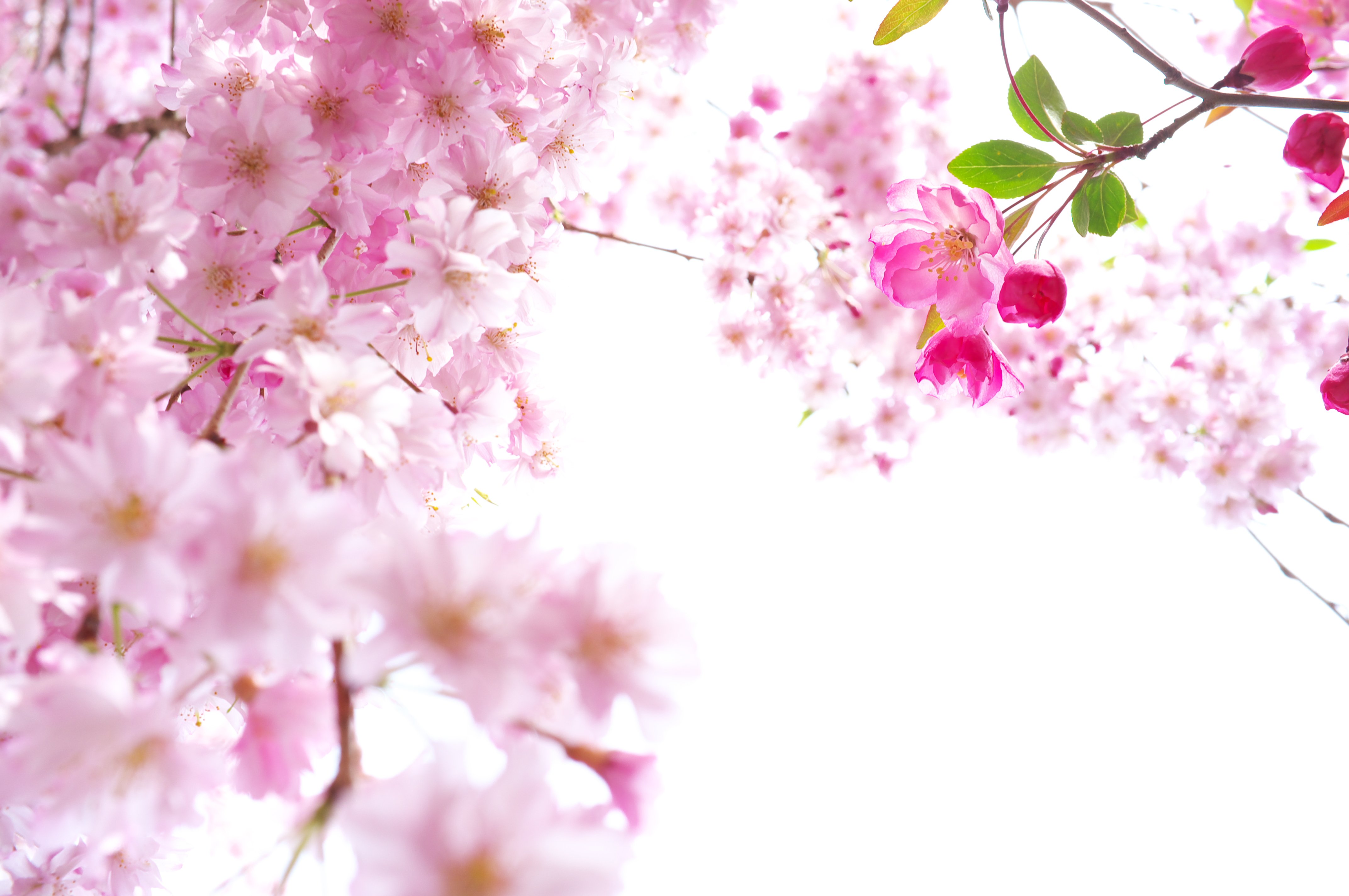 Detail Gambar Background Bunga Sakura Nomer 15