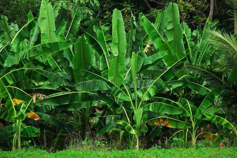 Detail Gambar Background Pemandangan Pohon Pohon Gambar Background Pohon Pohon Nomer 23