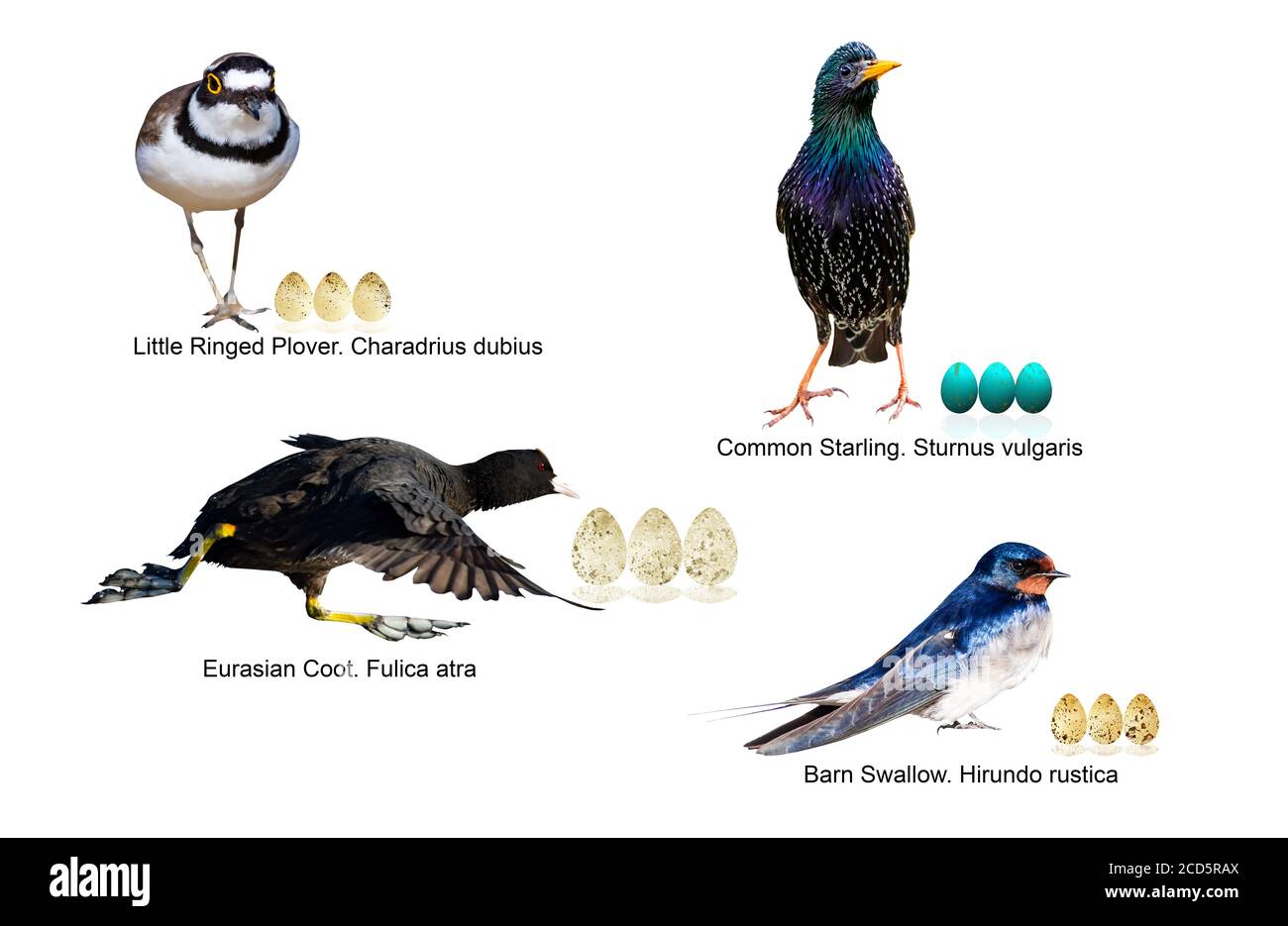 Detail Gambar Background Ppt Puyuh Nomer 46