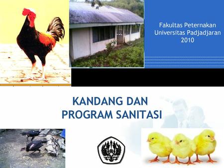 Detail Gambar Background Ppt Puyuh Nomer 51