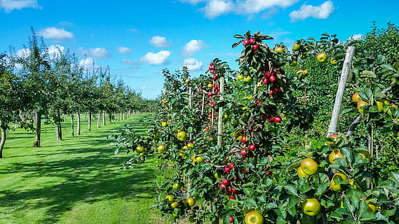 Detail Gambar Background Tanaman Kebun Nomer 2