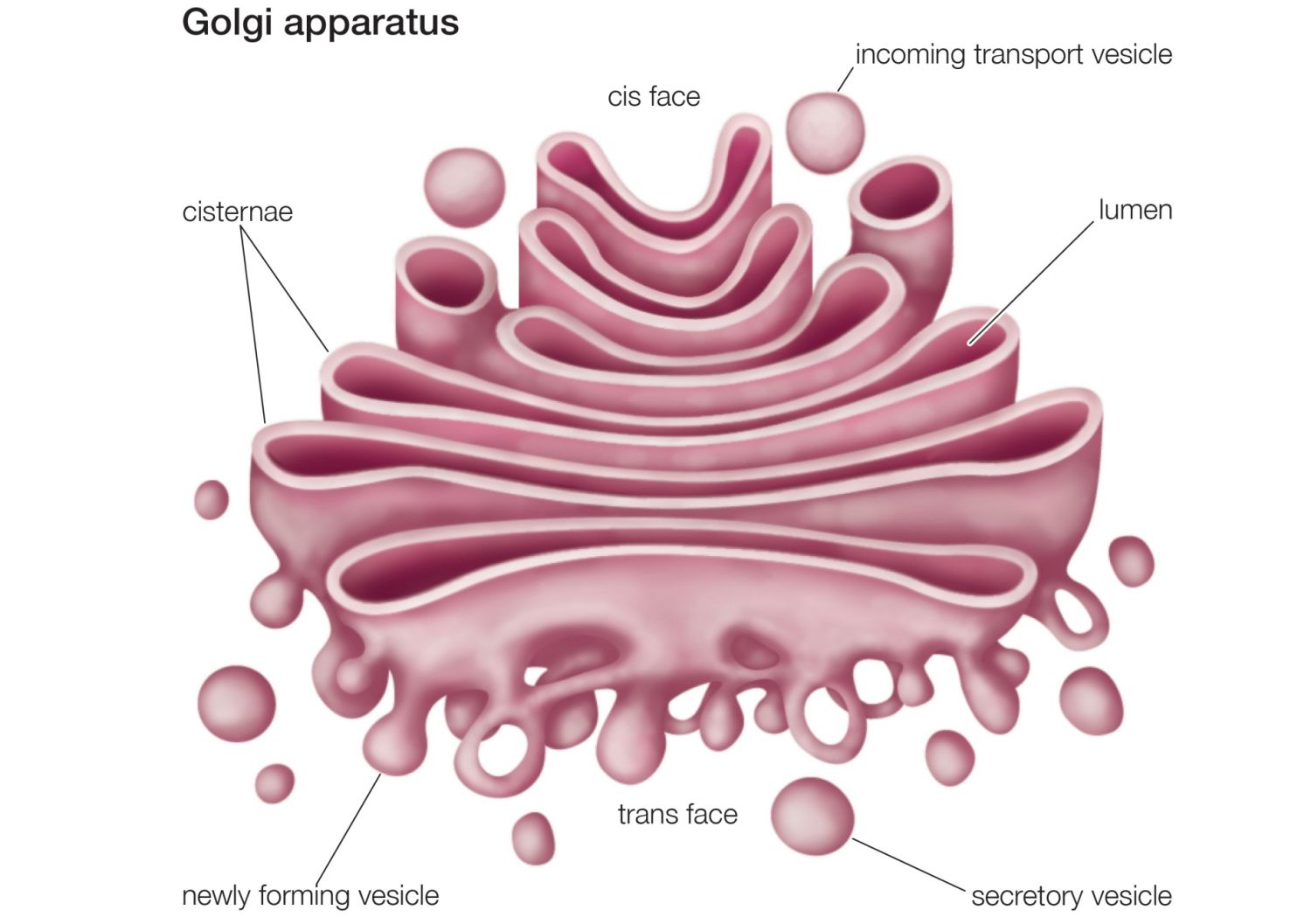 Detail Gambar Badan Golgi Nomer 2