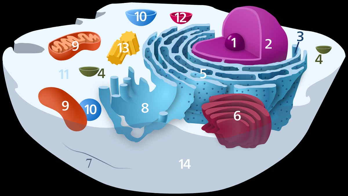 Detail Gambar Badan Golgi Nomer 15