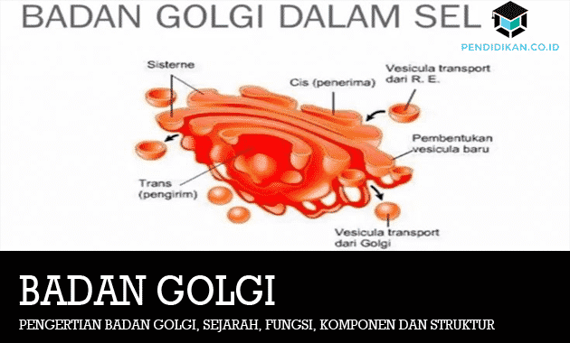 Detail Gambar Badan Golgi Nomer 17