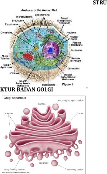 Detail Gambar Badan Golgi Nomer 28