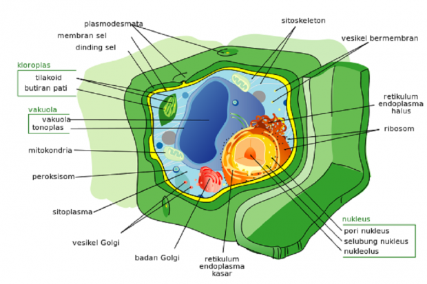 Detail Gambar Badan Golgi Nomer 4